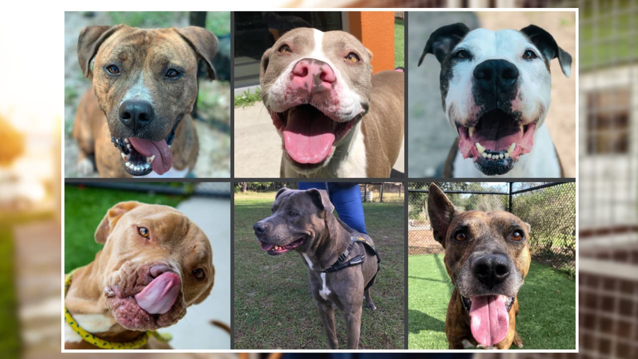 Suspenden adopciones de perros en refugio de Land O’ Lakes por presencia de neumovirus