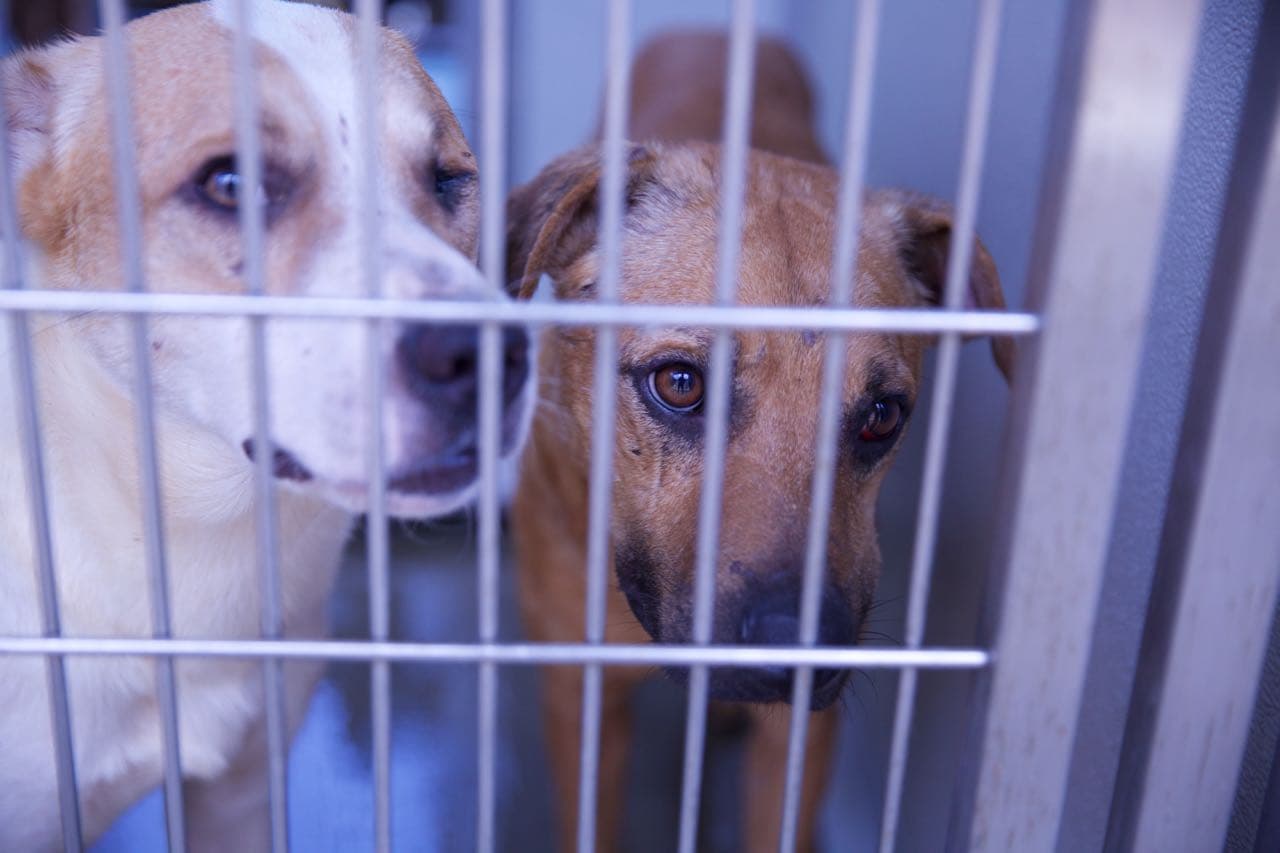 Oficiales del departamento de control de animales trasladaron a los perros a un refugio.