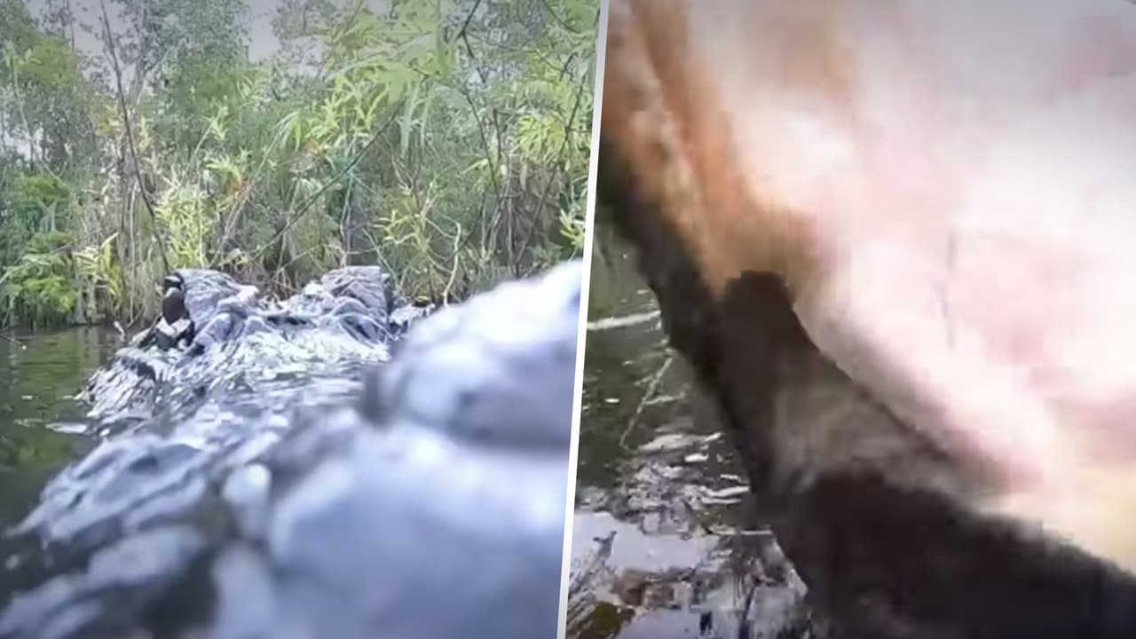 Caimán de 12 pies de largo intenta comerse una cámara y todo queda grabado