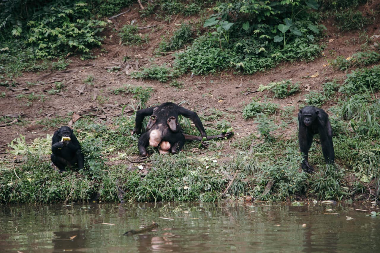 En estado silvestre, los bonobos suelen usar el sexo de diversas formas. Como mecanismo de comunicación y hasta con propósitos transaccionales.