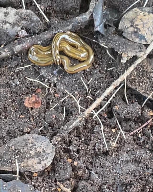 <a href="https://www.univision.com/local/dallas-kuvn/los-has-visto-autoridades-alertan-sobre-la-presencia-de-esta-especie-de-gusano-invasor-en-el-norte-de-texas-video">Ashley Morgan Olvera, experta de la Universidad de Sam Houston, ofreció una serie de recomendaciones</a>