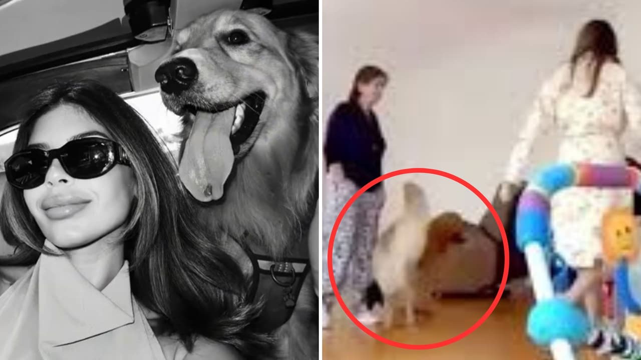 Carolina Flores feminicidio: suegra habría usado a su perro como pretexto para visitarla y “matarla”