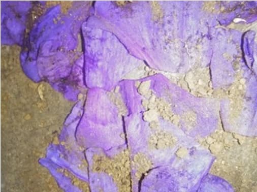 La relevancia no es para menos. De acuerdo con una reseña de 
<b><a href="https://in.news.yahoo.com/young-innovator-discovers-revolutionary-way-143225010.html" target="_blank">Yahoo! News</a></b>, el plástico creado por la actriz tiene la capacidad de 
<b>desintegrarse entre 9 a 17 días</b> después de ser desechado. En la imagen, proporcionada a 
<b>Univision Digital </b>por la propia Montes de Oca, se muestra una de las bolsas después del proceso de desintegración.
<br>