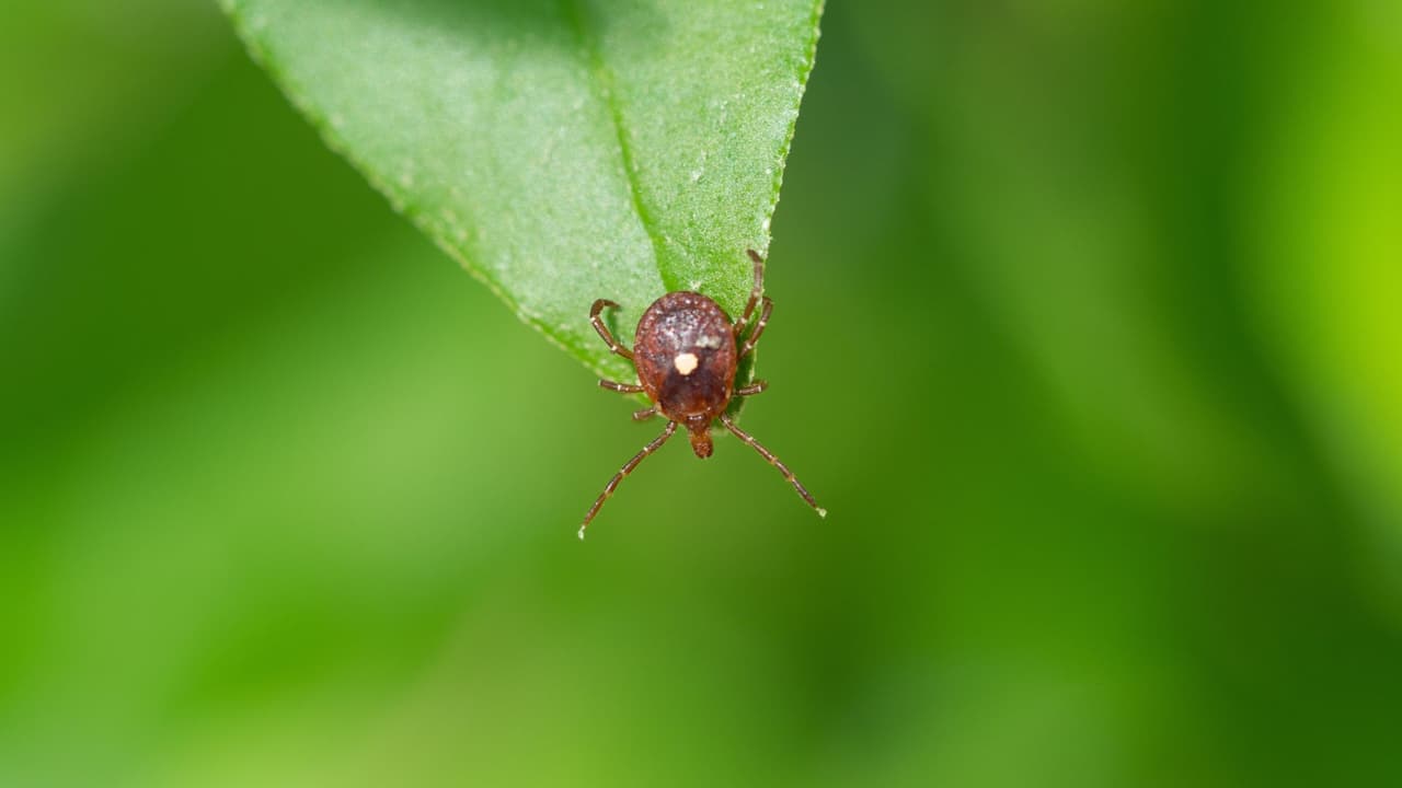 <h3 class="cms-H3-H3">¿Qué es exactamente el síndrome alfa-gal? </h3>
<br>
<b>Es una alergia adquirida</b>. Tras la picada de la garrapata lone star, el cuerpo de algunas personas desarrolla defensas contra una molécula llamada alfa-gal. Esa molécula 
<b>está presente en la carne de todos los mamíferos excepto los humanos y los primates</b>, por lo que aparece en alimentos como
<b> res, cerdo, cordero, cabra o venado, e incluso en algunos lácteos</b>. Lo que lo hace especialmente complicado es que, a diferencia de otras alergias alimentarias donde los síntomas aparecen casi de inmediato, aquí las reacciones tardan entre 3 y 8 horas en manifestarse. Esto provoca confusión, porque 
<b>las personas suelen culpar a lo último que comieron y no a la carne ingerida horas antes.</b>