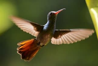 Los animales sienten los iones en la tierra y por eso actúan de cierta manera ante el estímulo.