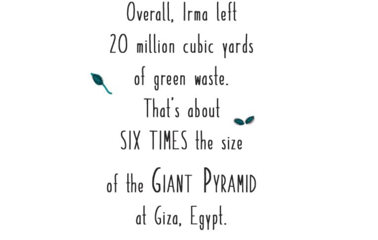 Gone with the wind - what Irma blew down