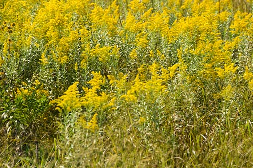 <b>Síntomas de alergía a la ambrosía</b>
<br>
<br>El síntoma más común de la alergia a la ambrosía es la congestión nasal o el goteo nasal, pero también puedes tener estornudos, picazón o lagrimeo y otros síntomas comunes de alergias.
<br>