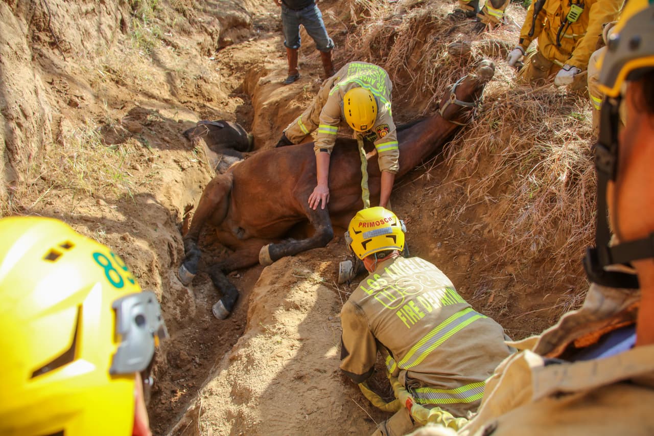 Una hora después del accidente, tan pronto le quitaron las cuerdas protectoras, el caballo Poncho salió de la grieta, como si nada hubiese pasado.