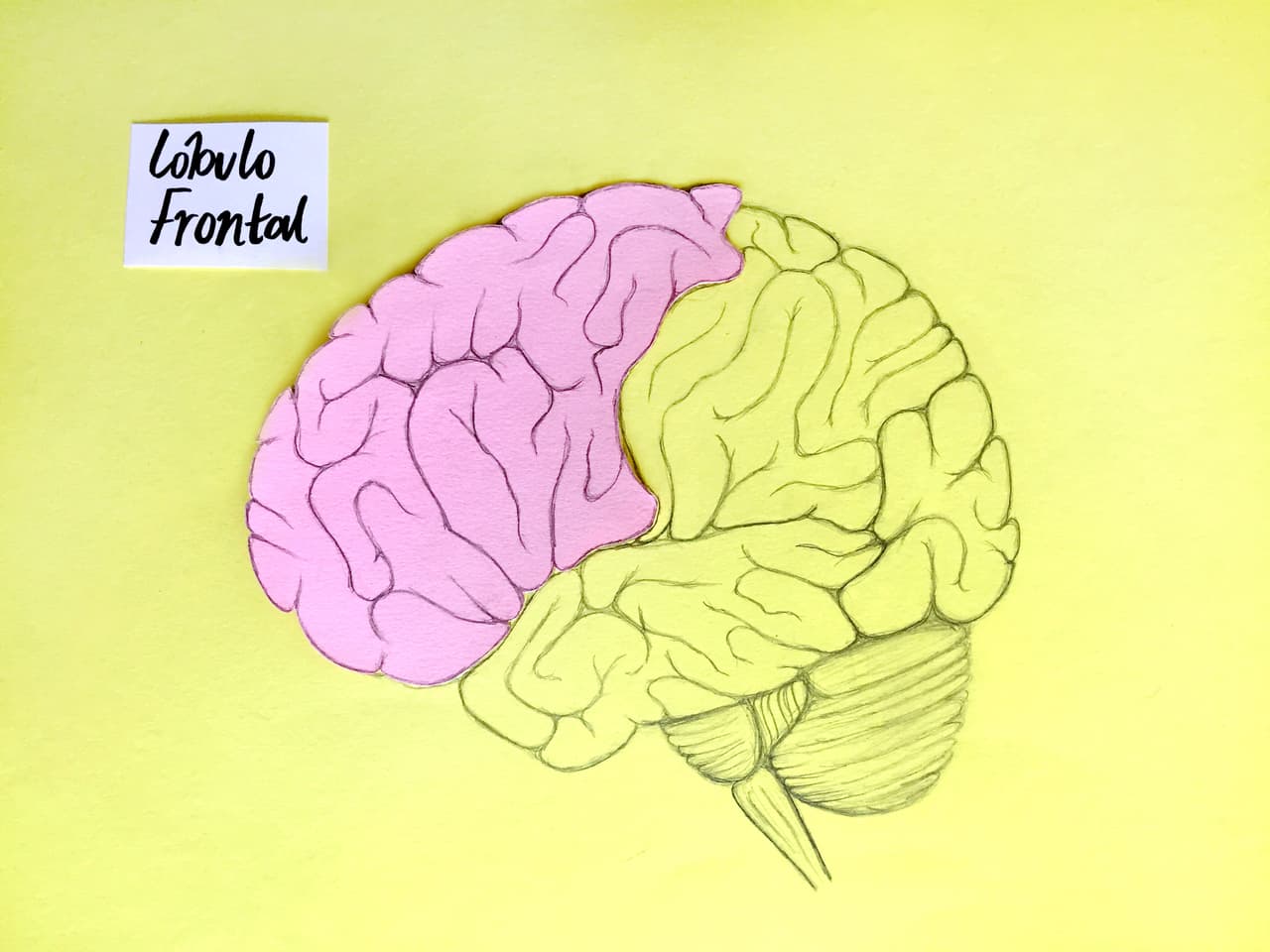 El 
<b>lóbulo frontal</b> es el lóbulo más grande y fue el que apareció más tarde en la evolución del hombre. Solo lo tienen animales evolucionariamente avanzados como los orangutanes, los gorilas y los chimpanzés. 
<br>
<br>Este lóbulo actúa como un director de orquesta que toma la información de los otros lóbulos y la coordina para planear y ejecutar tareas. Además regula la cognición, o el pensamiento, y la conducta. Aquí se encuentran los centros de recompensa, de atención, tareas de memoria de corto plazo y la motivación. Además se encuentra el 
<b><a href="https://es.wikipedia.org/wiki/%C3%81rea_de_Broca">área de Broca</a>,</b> encargada de la producción lingüística y oral. 
<br>
<br>Para desarrollar al máximo esta área de nuevo lo mejor es hablarle a tu bebé constantemente y tomarse turnos cuando haga ruidos, como si fuera una conversación. Esto además los ayudará con su desarrollo social. Lo mejor para estimular sus habilidades sociales es conectar con los bebés a lo largo del día, “tener varios períodos tal vez de 5 minutos cuando más, de interactuar con el niño y hacer otra cosa y volver a regresar al niño”, dijo Monduis. Y por supuesto, lo más importante, es darles cariño, apoyo y amor. 
<br>