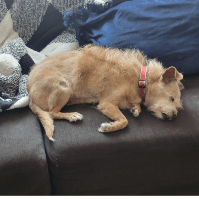 Cony Rodriguez comparte la historia de su perrita que es parte de la familia y los ha acompañado por más de una década. "Candy es la perrita de la familia tiene 14 años de edad, ella ya casi no juega, porque está perdiendo su vista por la edad. Tiene ya muchas enfermedades, hoy solo pasa descansando, la dejamos que duerma ya que sabemos pronto se convertirá en un angelito perruno, la amamos y sabemos ha sido feliz su vida con nosotros la hemos tratado como una Reina, ya que la recogimos porque la habían dejado abandonada en un carro porque un joven se la regalo a su novia y está no la quizo y el no sabía que hacer con ella".