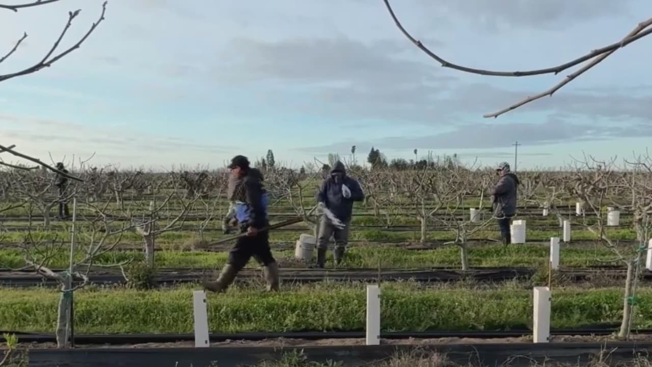 Trabajadores agrícolas en California recibirán aumento salarial: el mínimo será de $19.75 por hora desde enero