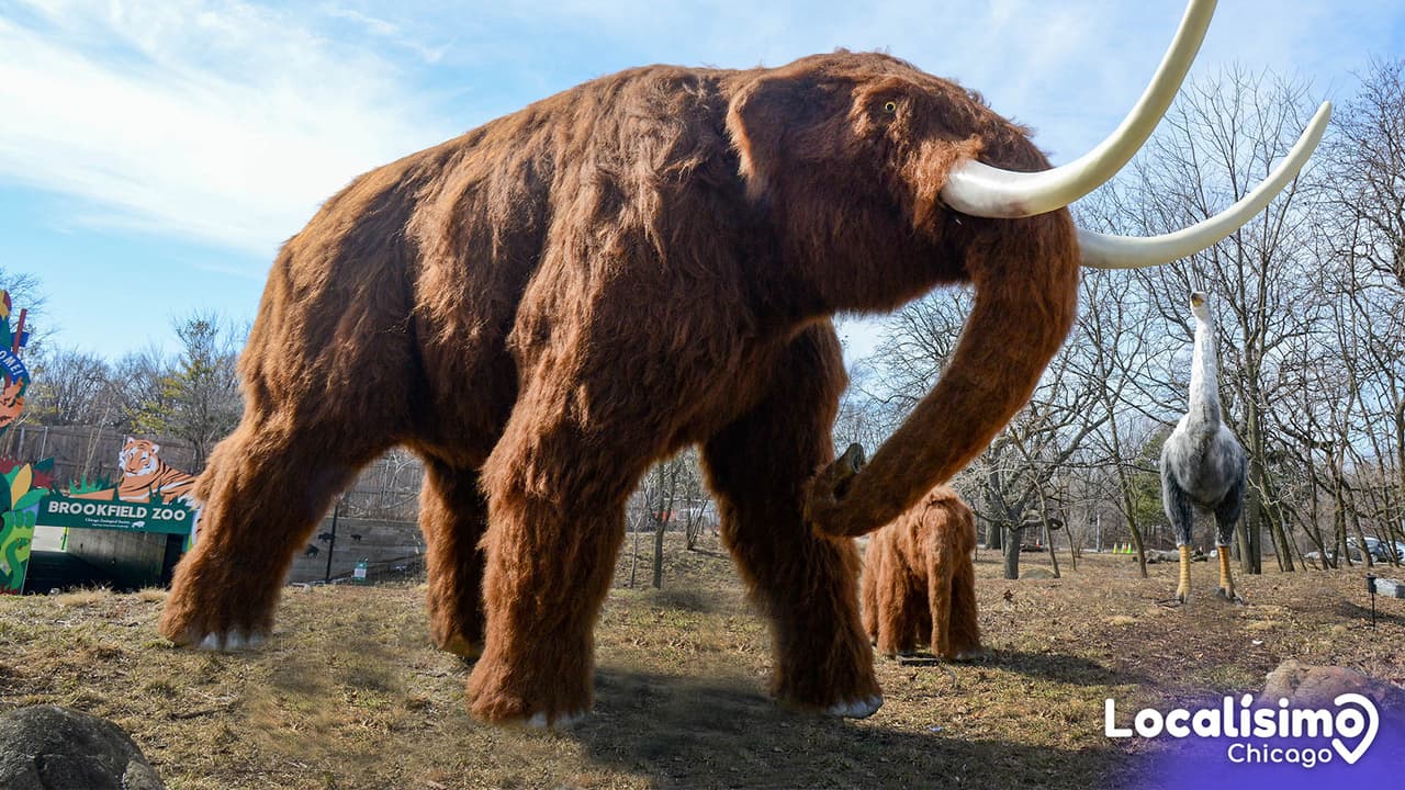 "Un salto en el tiempo": camina entre animales de la Era de Hielo en el Zoo de Brookfield