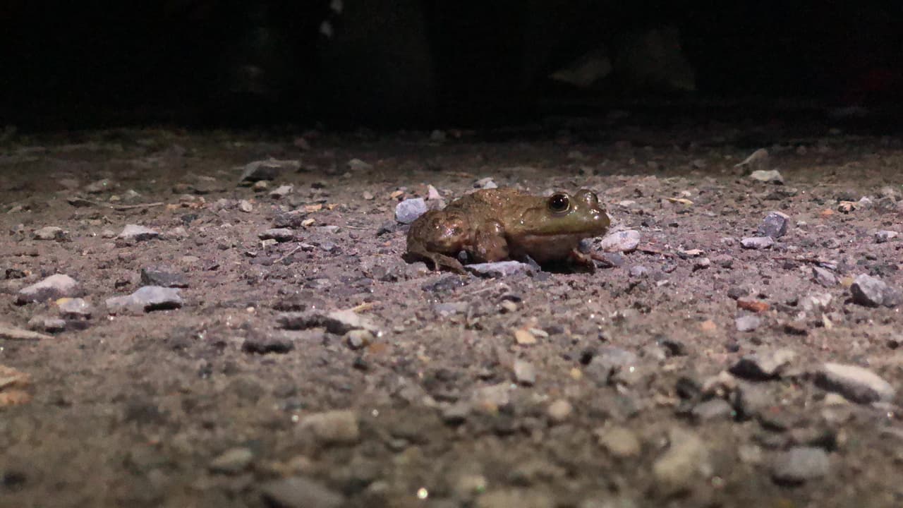 La piel del anfibio es bastante permeable, la cual le permite hidratarse y respirar. Desafortunadamente, los contaminantes también entran al cuerpo, lo cual hace que el anfibio sea un indicador excepcional de la calidad del medio ambiente.