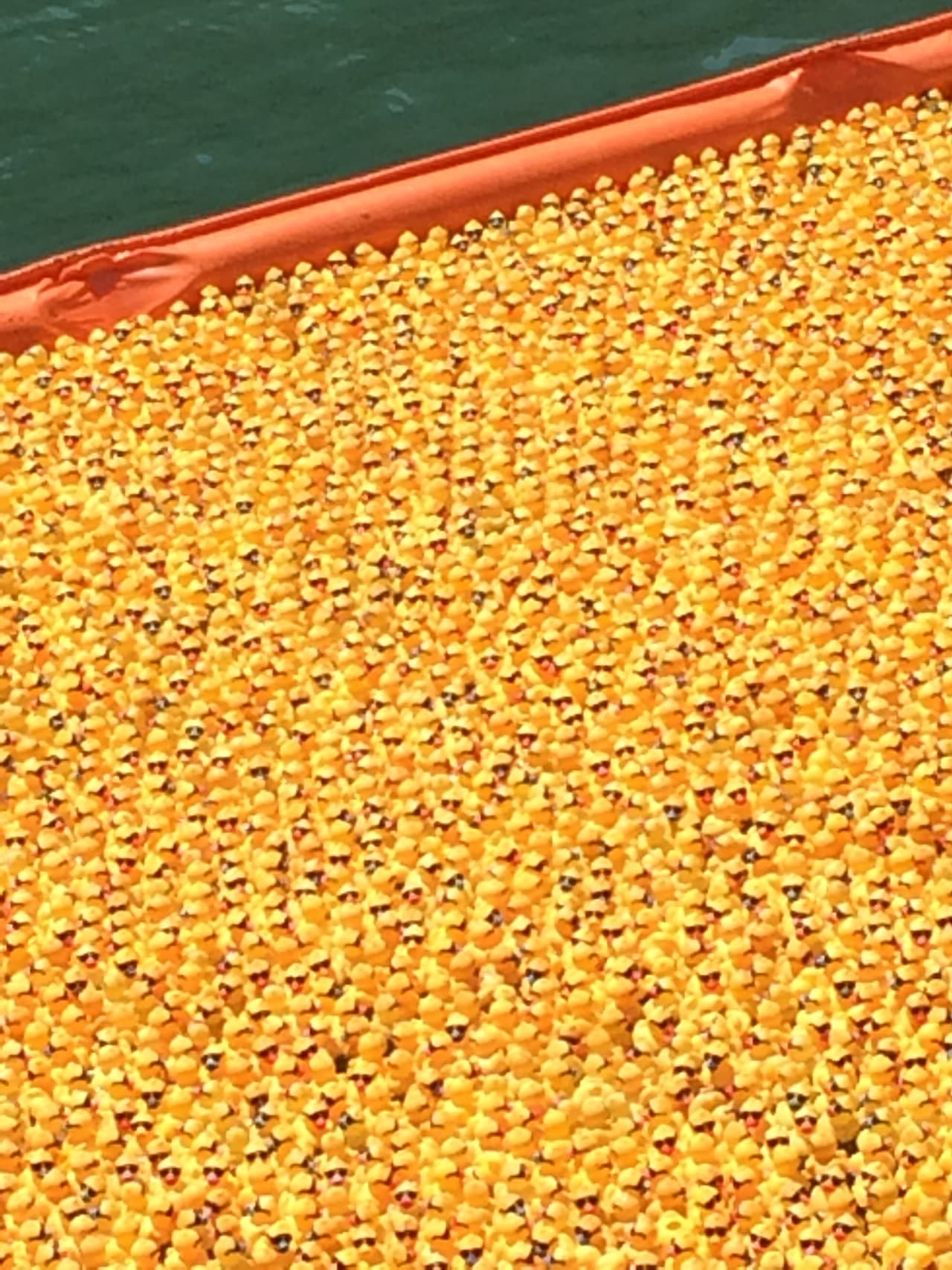 La adopción empezaba desde 5 dólares.