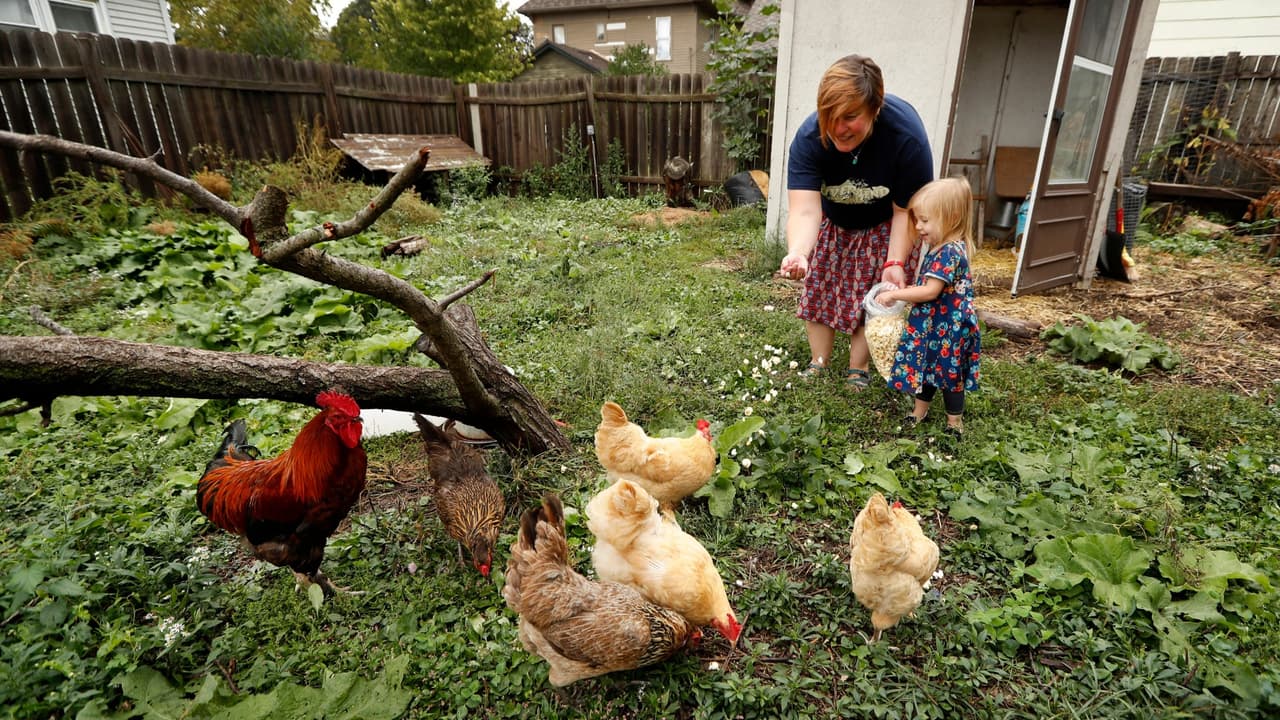 “Existe un alto riesgo de propagación”: alertan sobre la enfermedad virulenta de Newscastle en aves de California