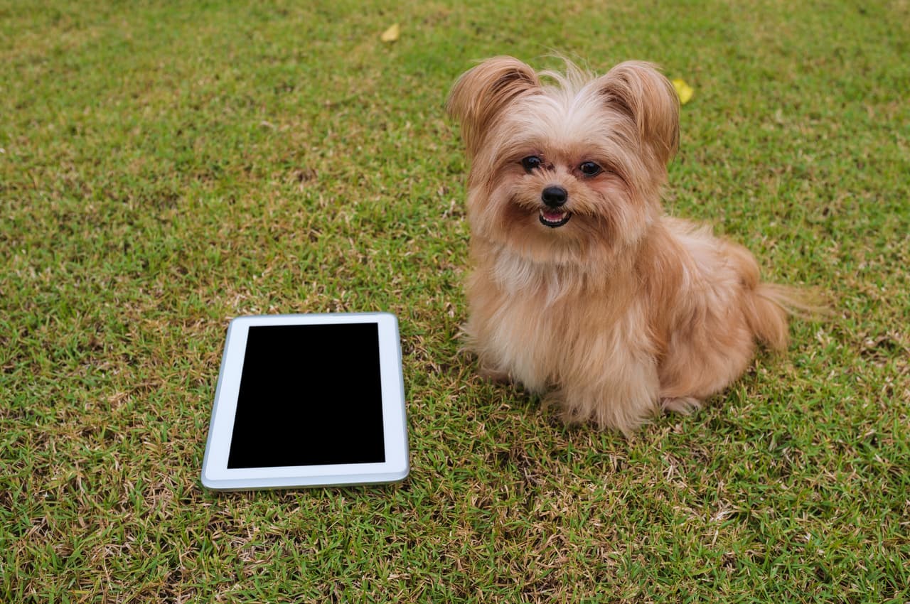 En la página eliges a tu perro y le das click… ¡pero ocurre una sorpresa!