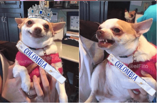 Los memes de la polémica coronación de Miss Universo 2015.