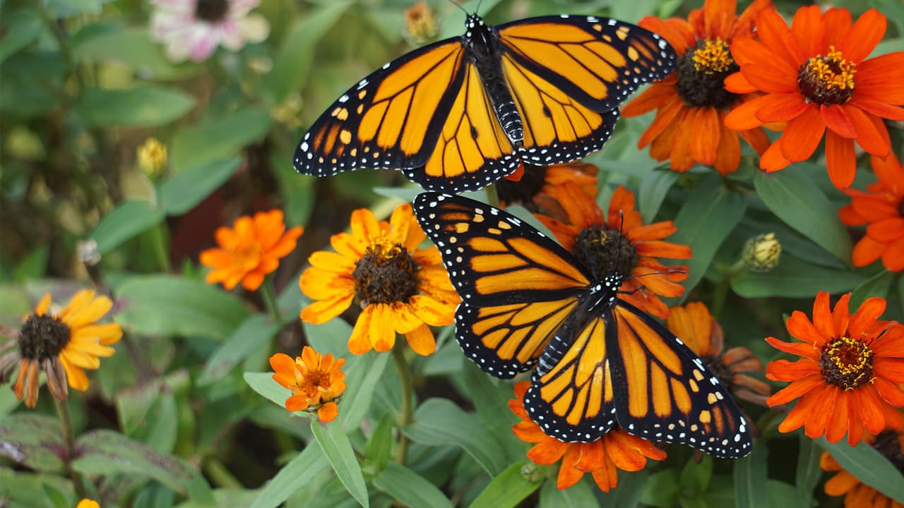 Regresa Festival de la Mariposa Monarca