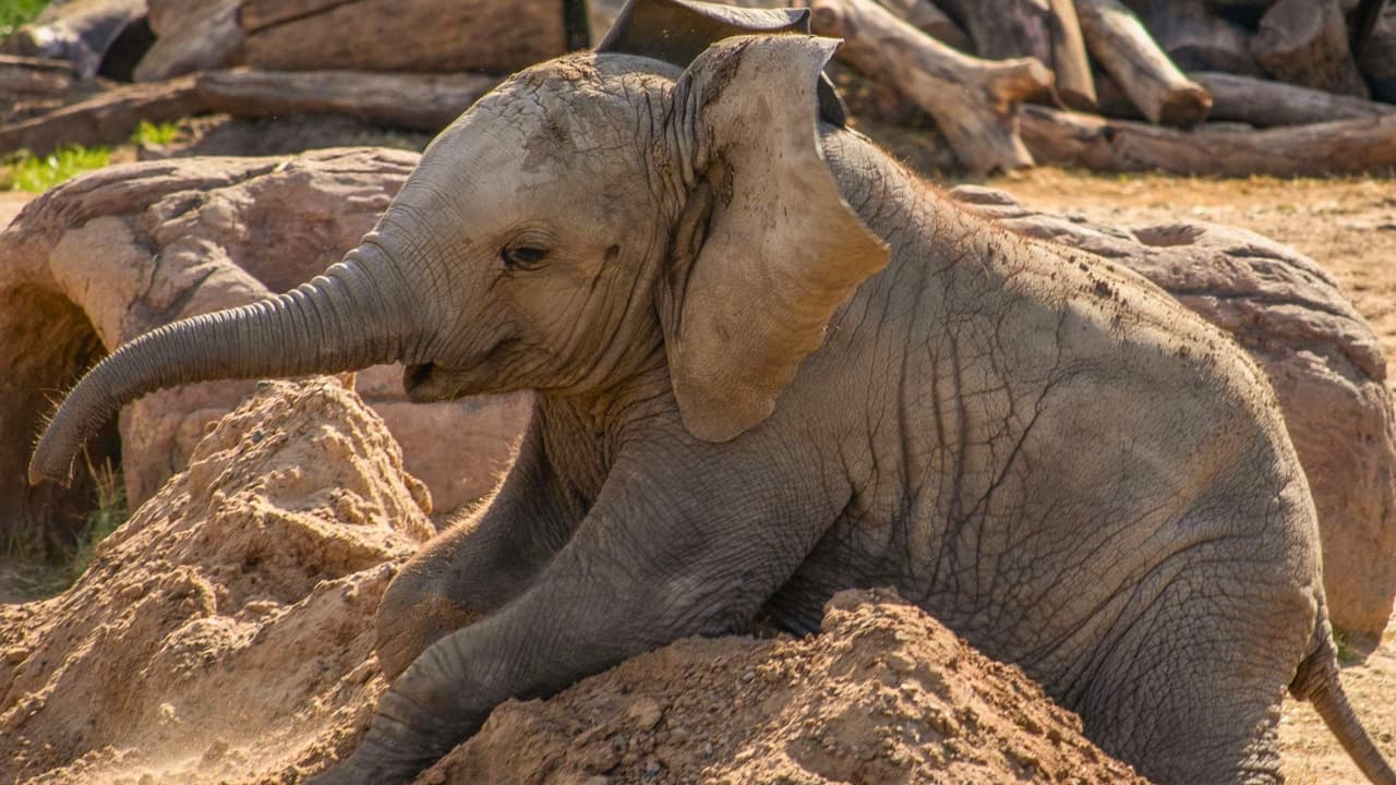 Cada visitante de 3 años en adelante 
<b>necesita su propio brazalete del <i>Summer Savings Pass</i> para acceder a las atracciones. </b>
<br>Solo se venden ciertas cantidades por día, así que 
<b>es mejor comprarlo con anticipación en línea.</b> 
<br>👉 Puedes hacerlo aquí: 
<a href="https://www.dallaszoo.com/plan-your-visit/savings-pass/" target="_blank">dallaszoo.com/plan-your-visit/savings-pass</a>