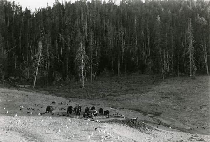 Un grupo de osos se aglomeran en un punto de alimentación de osos dentro del parque Canyon, en el Parque Nacional Yellowstone, en 1939. Esto era una actividad para ‘entretener’ a los visitantes que, desde luego, ya se ha descontinuado.