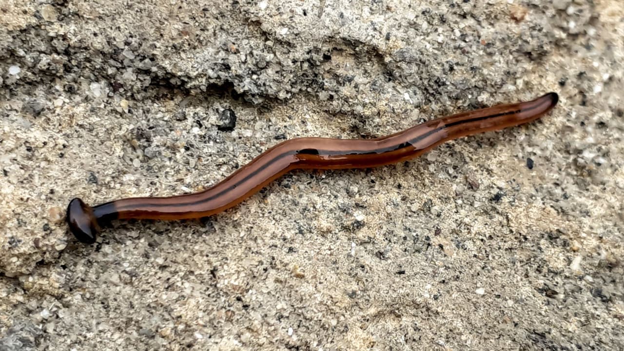 <h3 class="cms-H3-H3">¿Son peligrosos? </h3>
<br>
<b>Para humanos: </b>No son agresivos, pero producen toxinas que pueden irritar la piel o causar malestar si se manipulan sin guantes. Nunca los toques con las manos desnudas. 
<br>
<b>Para el medio ambiente:</b> Sí son un problema. Se alimentan de lombrices de tierra, que son esenciales para mantener un suelo fértil y saludable. 
<br>
<b>Para tus mascotas:</b> Pueden causar daño si tu perro o gato los muerde o lame. Algunas especies contienen tetrodotoxina, una neurotoxina también presente en el pez globo.