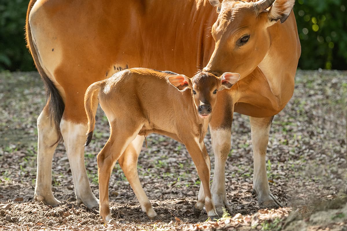 En el Zoológico de Miami nació un ejemplar de una especie en peligro de extinción

