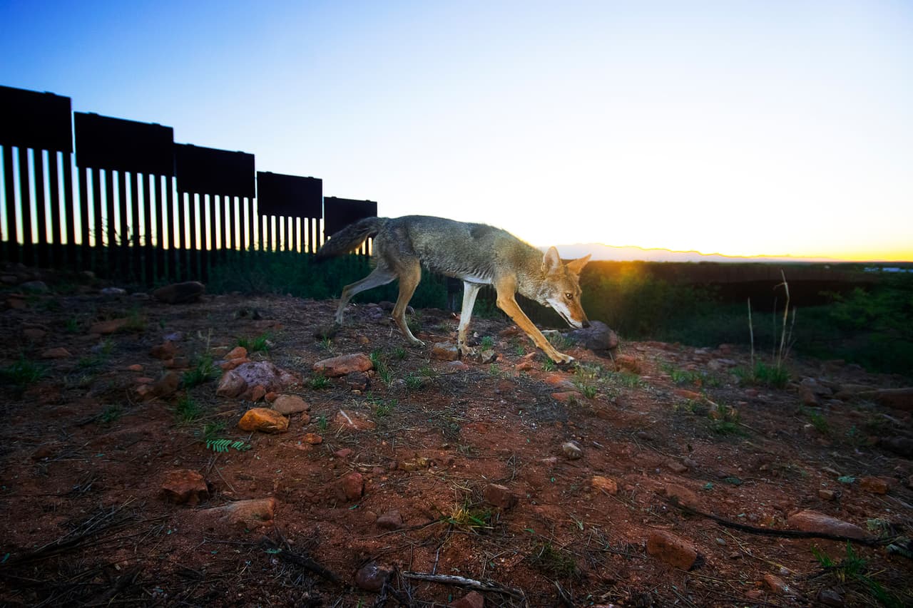 “Tu llegas a esta valla y la podrías saltarla si quisieras, algunas personas lo hacen y no detiene a los carteles. Sin embargo, muchos animales no pueden y se quedan del otro lado”. 
<a href="https://www.univision.com/noticias/amexica/los-testarudos-de-la-frontera-26-anos-desafiando-al-muro-fotos"><u>Vea aquí la fotografía de los testarudos de la frontera: trés décadas desafiando al muro</u></a>
<b> </b>
