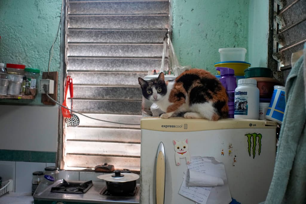 Un gato se ve en el un refrigerador en el refugio adopciones por amor en La Habana, Cuba, el miércoles 2 de octubre de 2024. (AP Foto/Ramón Espinosa)