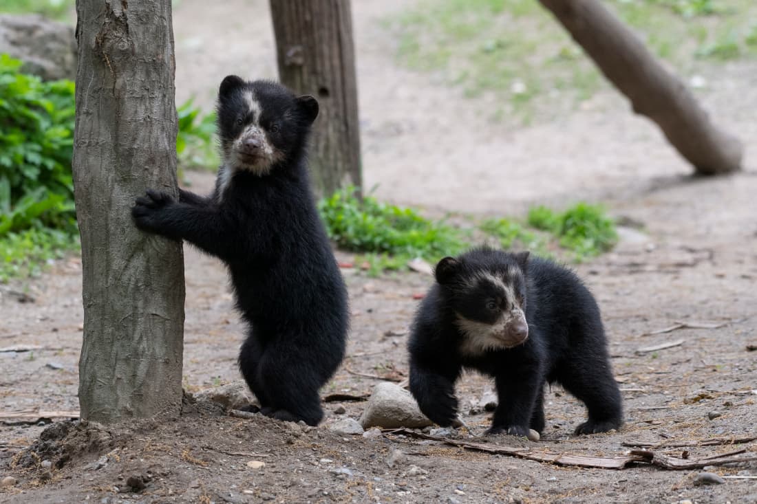 Osos bebés nativos de las Américas nacen en zoológico de Nueva York