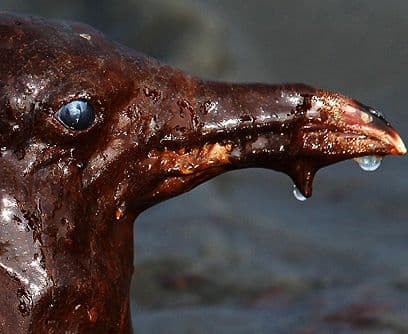 El tamaño de la tragedia. Si el derrame va vaciado 86.000,000 millones de galones de crudo al Golfo de México (32.250,000.000 de litros), significa que se han contaminado miles de millones de libros de agua. Limpiar el vertido costará miles de millones de dólares, años de trabajo y miles de trabajadores y voluntarios. ¿Alguien contará los muertos? ¿Y las especies que desaparecerán de la faz de la Tierra?