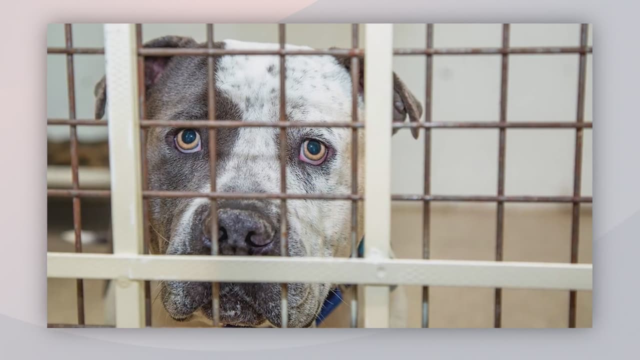 Encuentran a perro protegiendo bolsa con restos de otro perro en Savannah