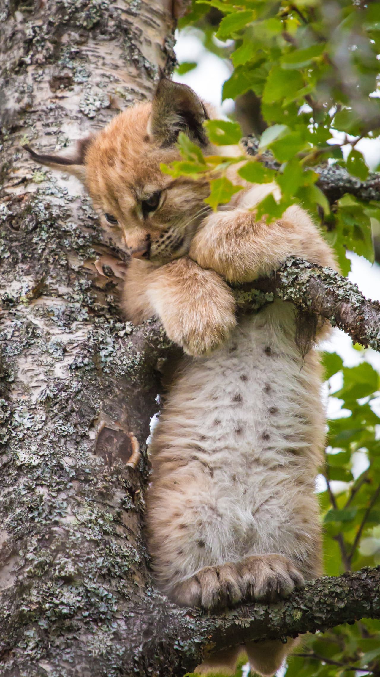 Tenía tanto sueño que incluso parpadeaba lentamente.