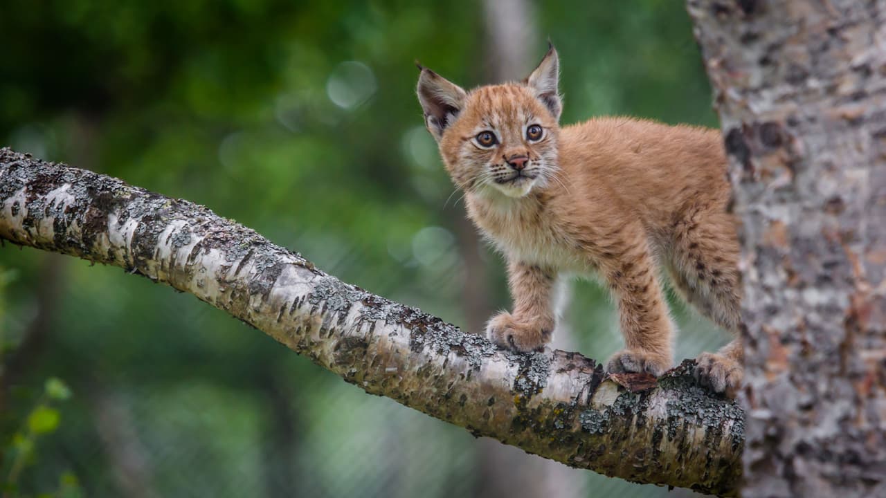 “La cachorra en el árbol era la más aventurera de un par de hermanos”, declaró.