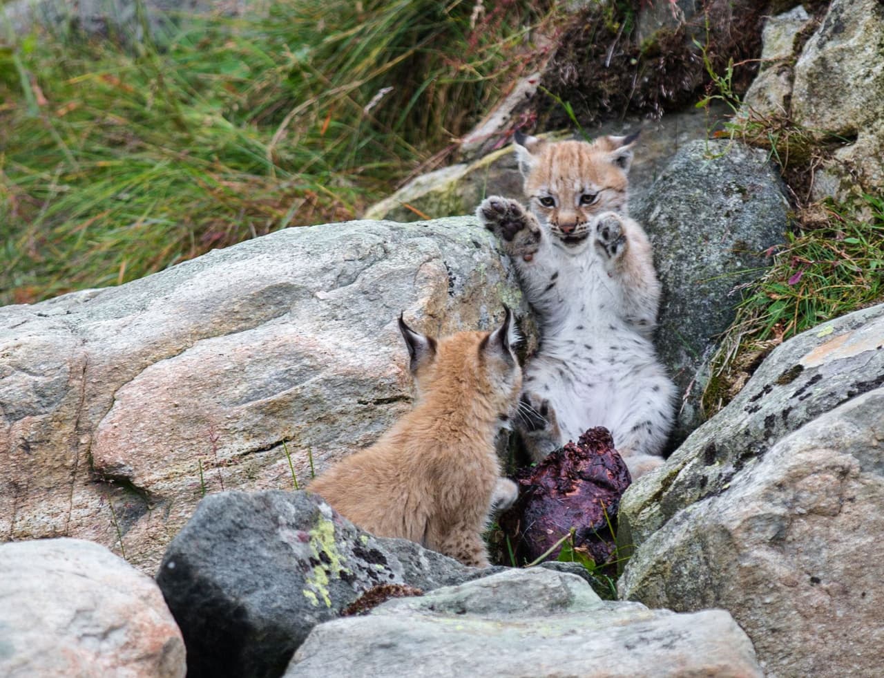De acuerdo con la fotógrafa, la pequeña fiera pasó más de una hora dormida.