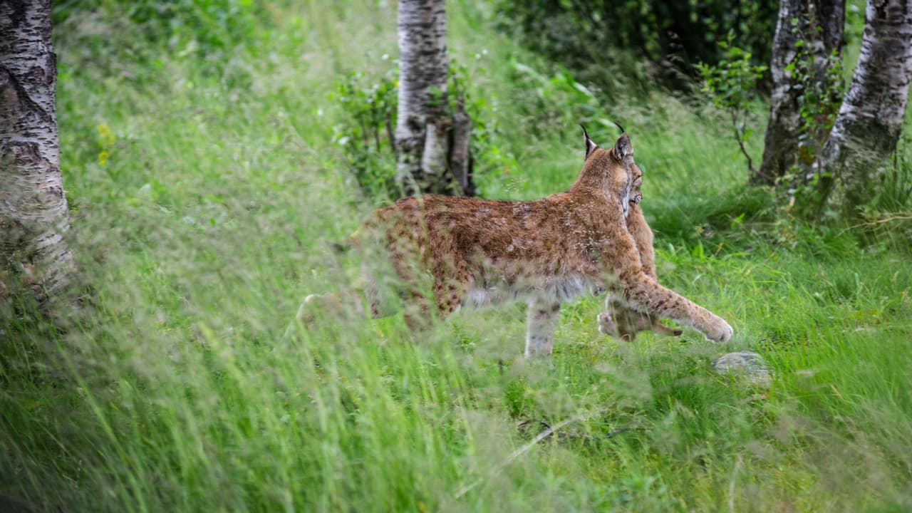 Y después de una rica siesta, la familia de fieras se alejó.