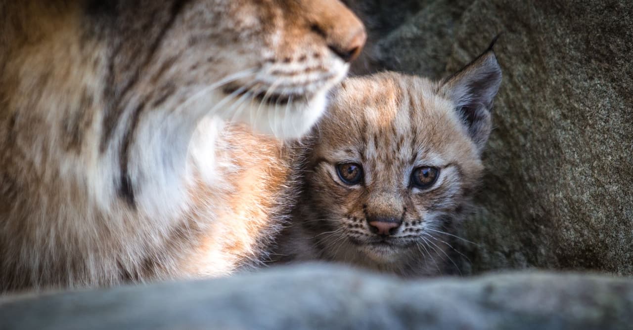 Cuando finalmente decidió bajar, lo hizo con cautela. ¡Y mamá la esperaba abajo!