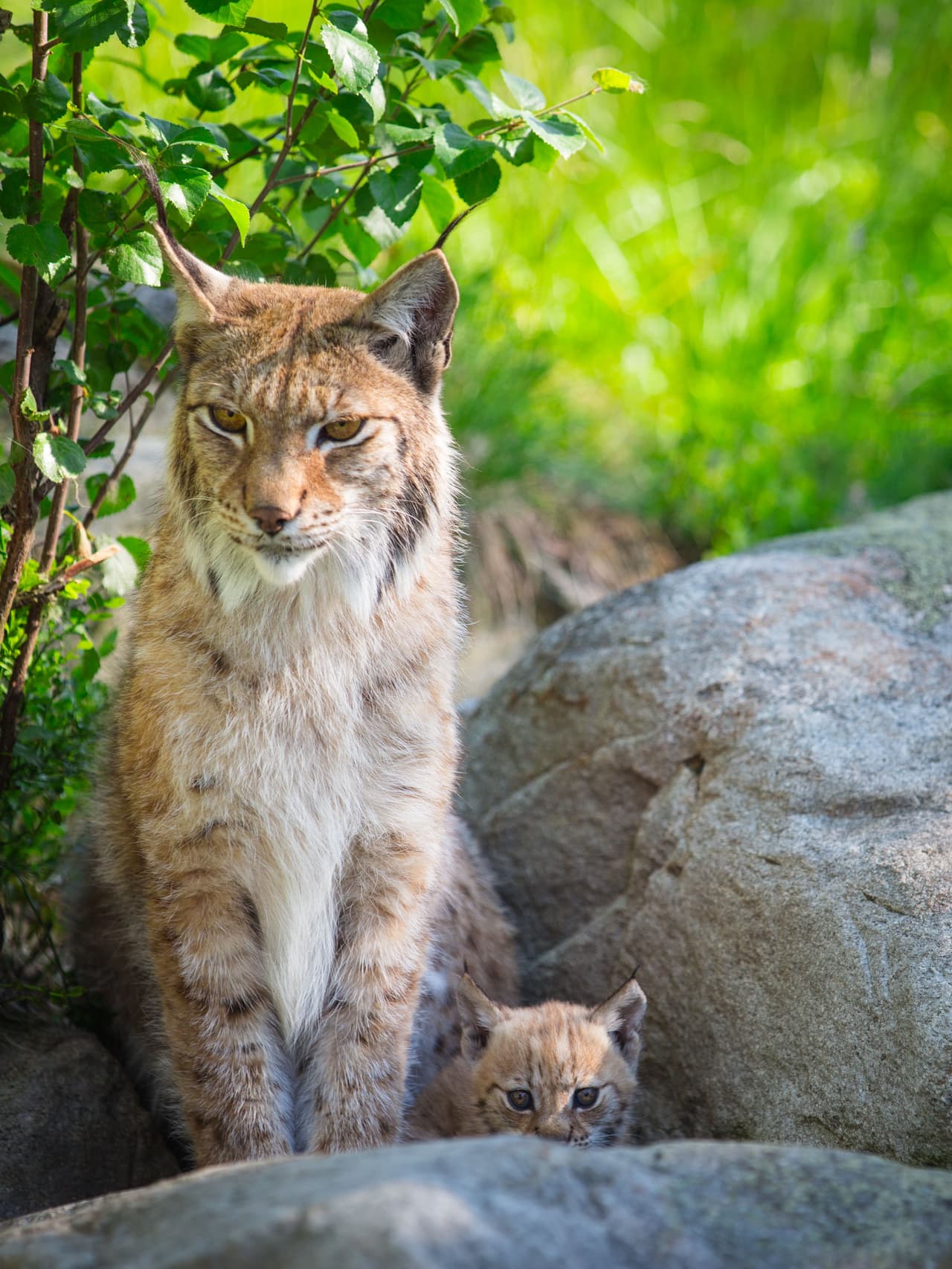 Pero no pasó nada malo: la cachorrita estaba en buen estado.