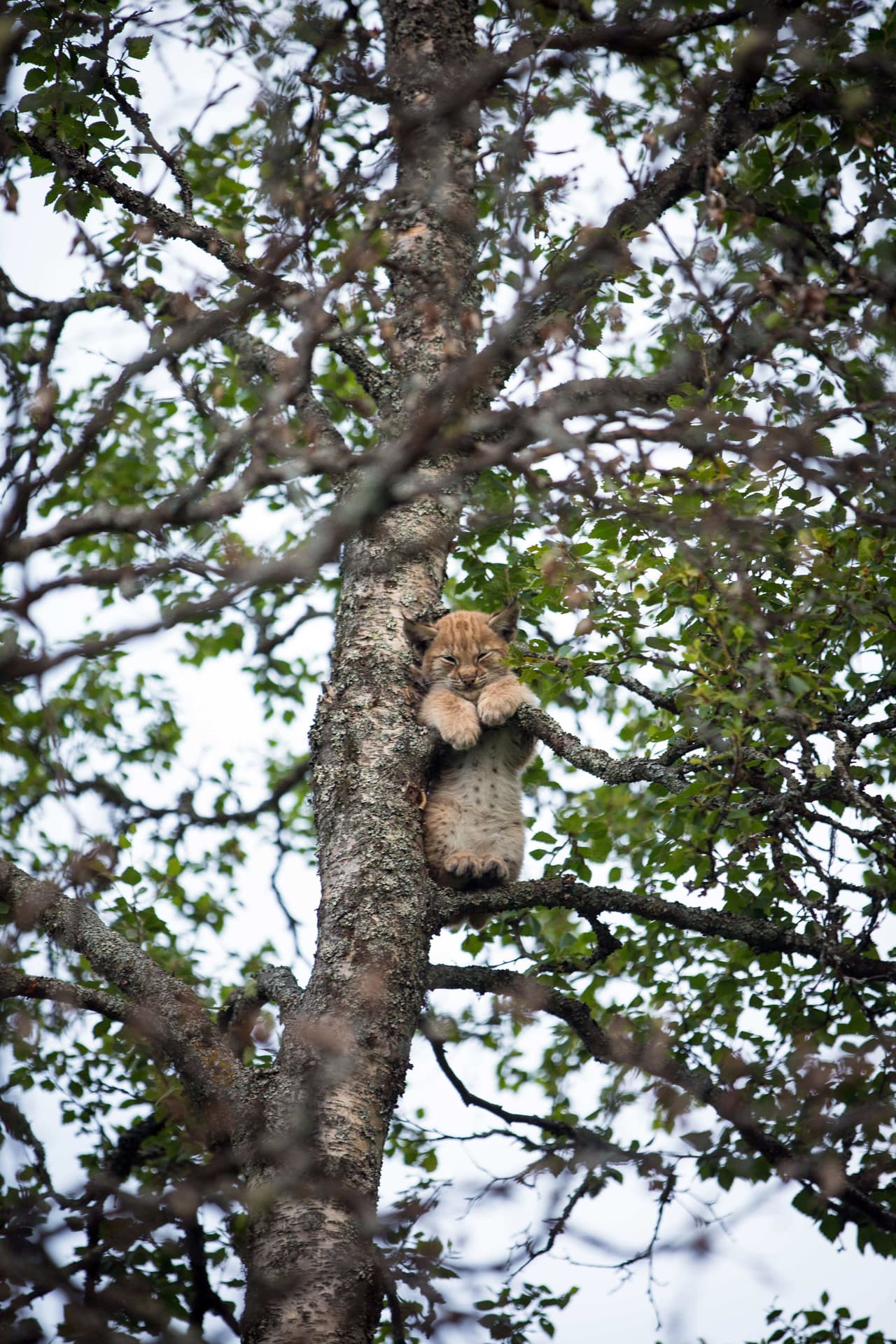 La mujer de 46 años viajaba por el Parque Natural de Langedrag cuando capturó estas imágenes.