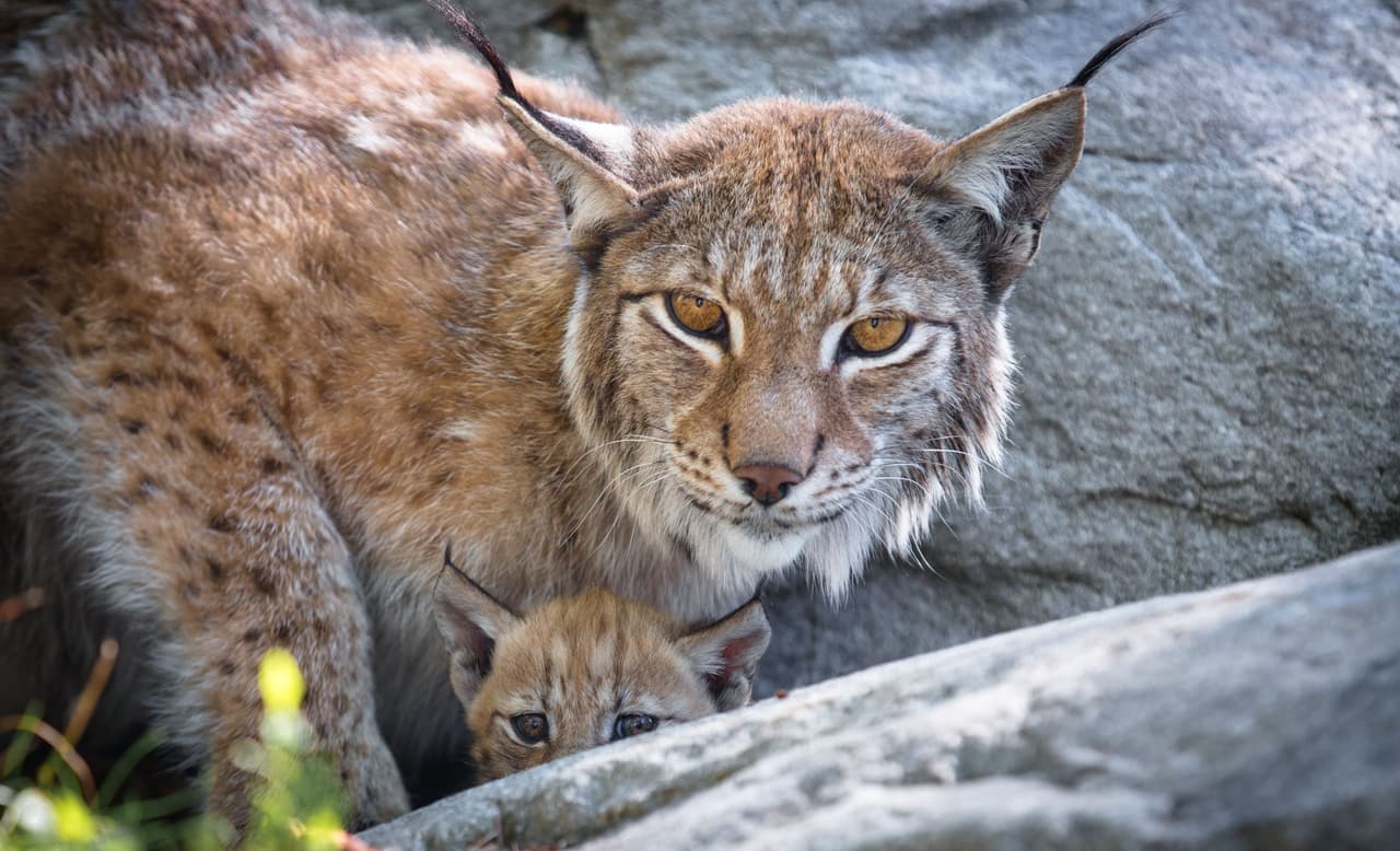 La lince estaba muy al pendiente de cualquier problema que pudiera acontecer.
