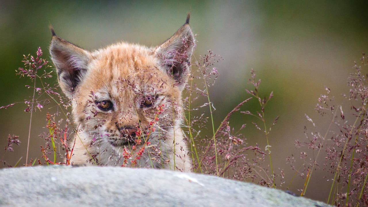 La pequeña fiera se quedó dormida en lo alto de un árbol.