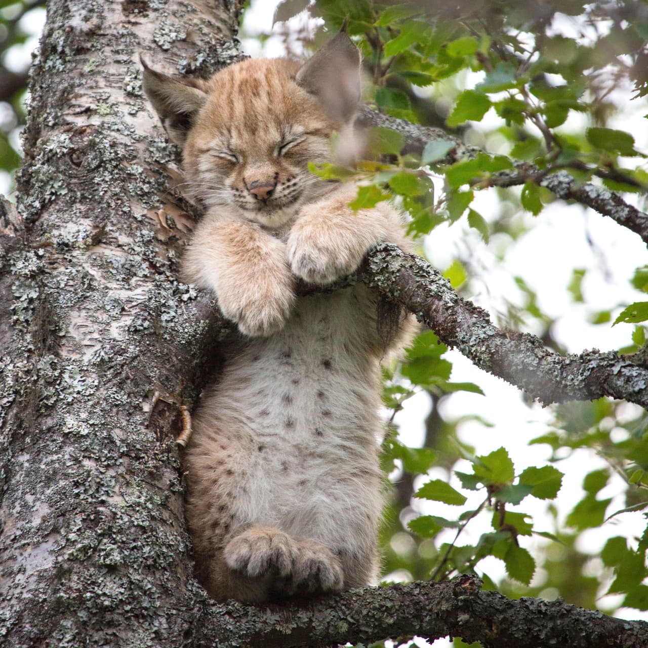 El ‘gatito’ en Noruega tomó una siesta sobre las ramas de un árbol.