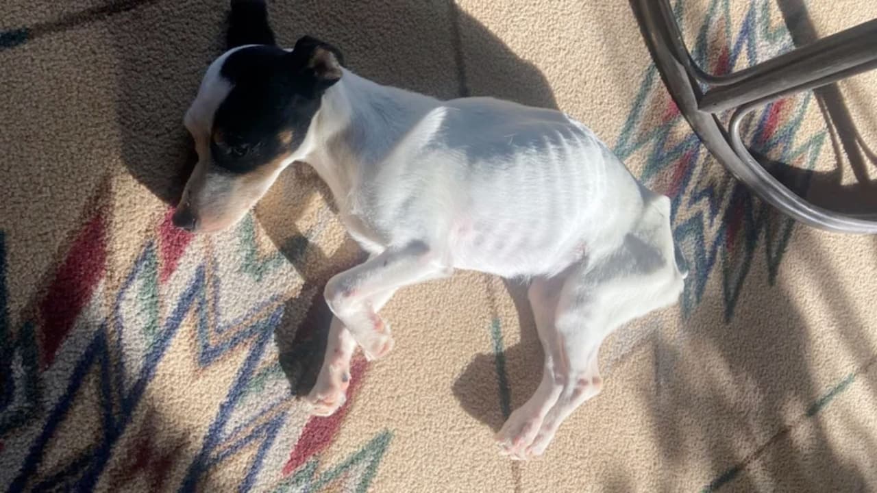 El can se quedó en los huesos por proteger a su dueño