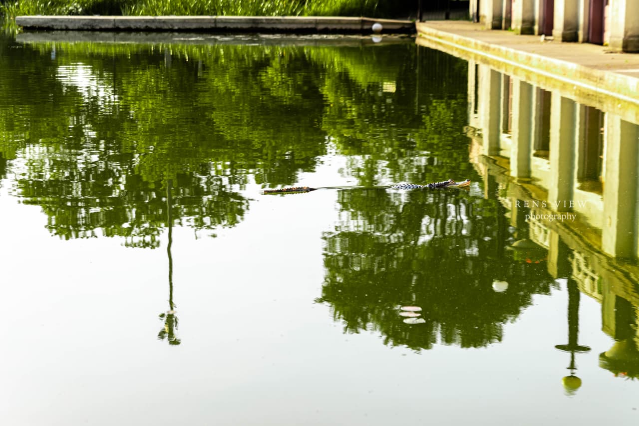 ¿Cómo un caimán terminó en la laguna de Humboldt Park?