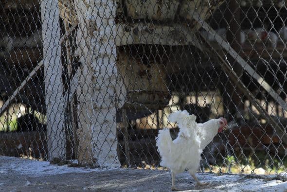 La gripe aviar es una enfermedad infecciosa viral que afecta a las aves, sin riesgo para seres humanos.
