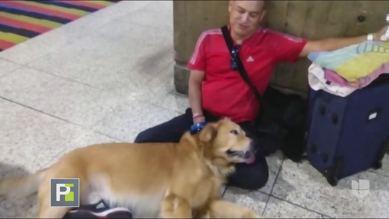 Familia denuncia la muerte de su mascota en un vuelo de Venezuela a Miami