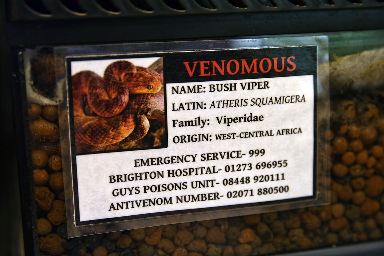 Un animal en sufrimiento es llevado al RSPCA cada cuatro minutos.