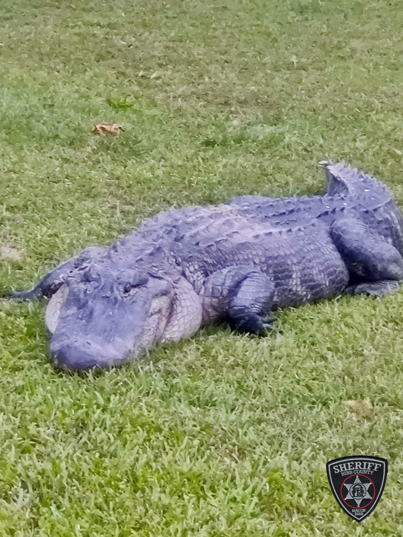 Hace unos días, la oficial de control animal Rebecca Galeazzo y la tripulación capturaron y reubicaron a otro cocodrilo de más de once pies, a quien llamaron "Frank".