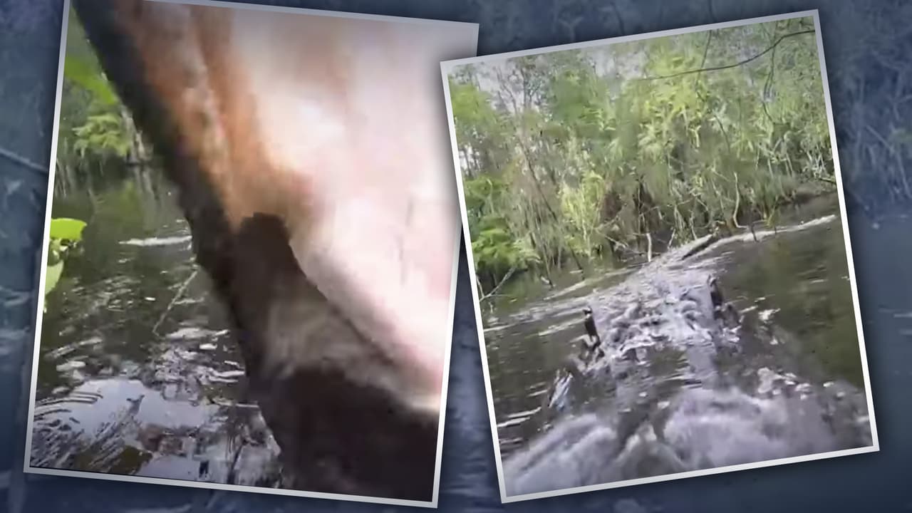 Esta vista de la boca de un caimán solo la verías si te estuviera comiendo