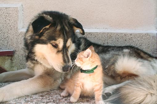 Refugio de Animales del condado de Williamson ofrece adopciones gratuitas este fin de semana