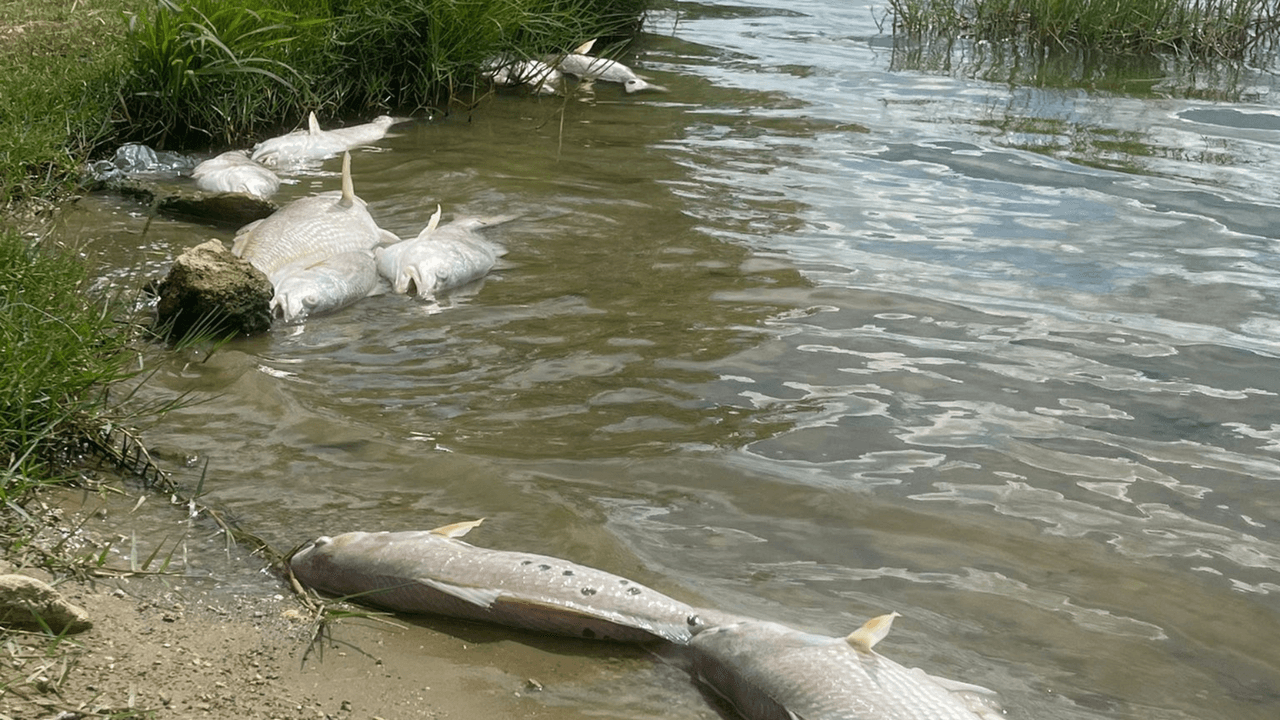 Las autoridades también recuerdan a pescadores y visitantes del Calaveras Lake no comer estos peces.